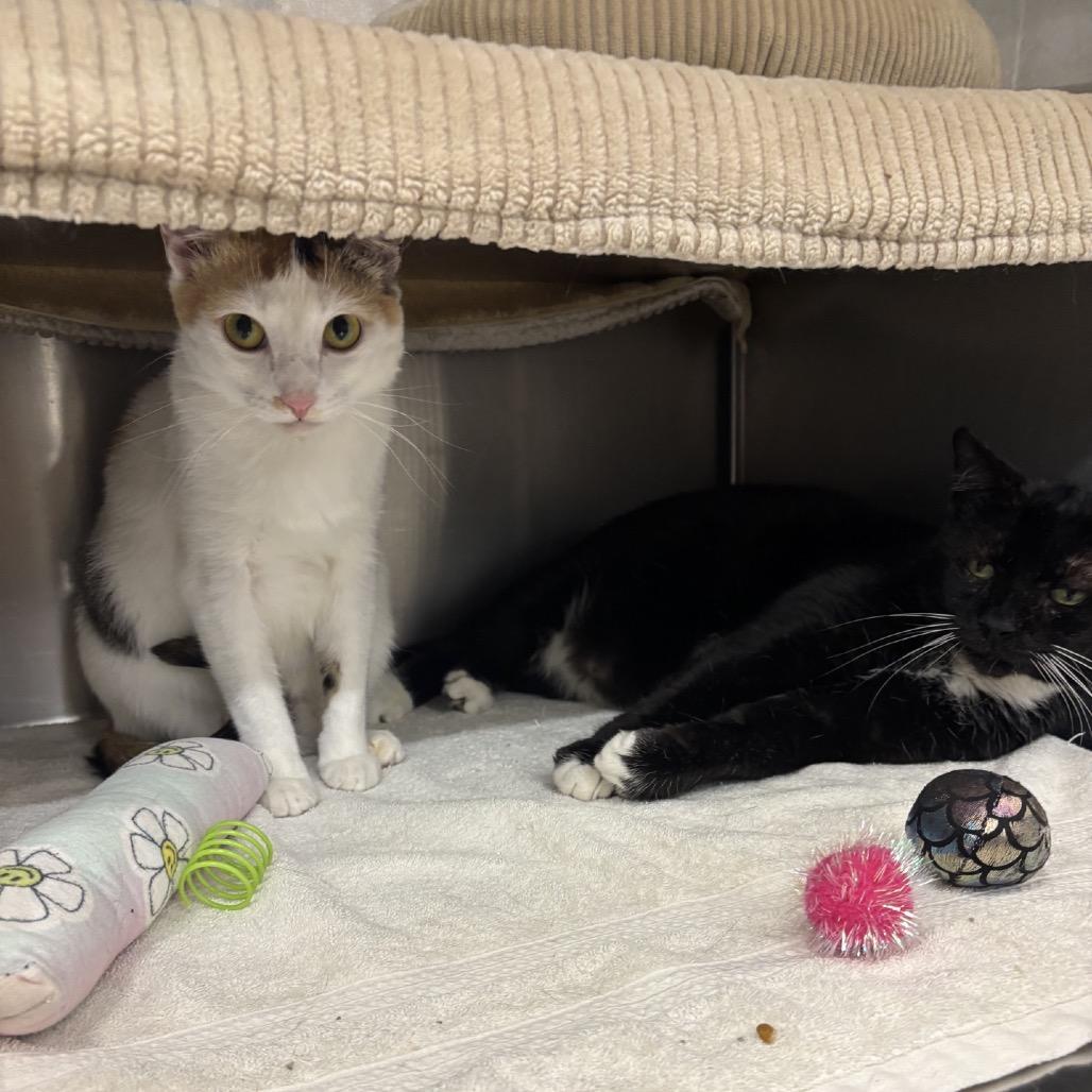 Eve, a Adoptable Domestic Short Hair in Hamburg, NY image 2/5