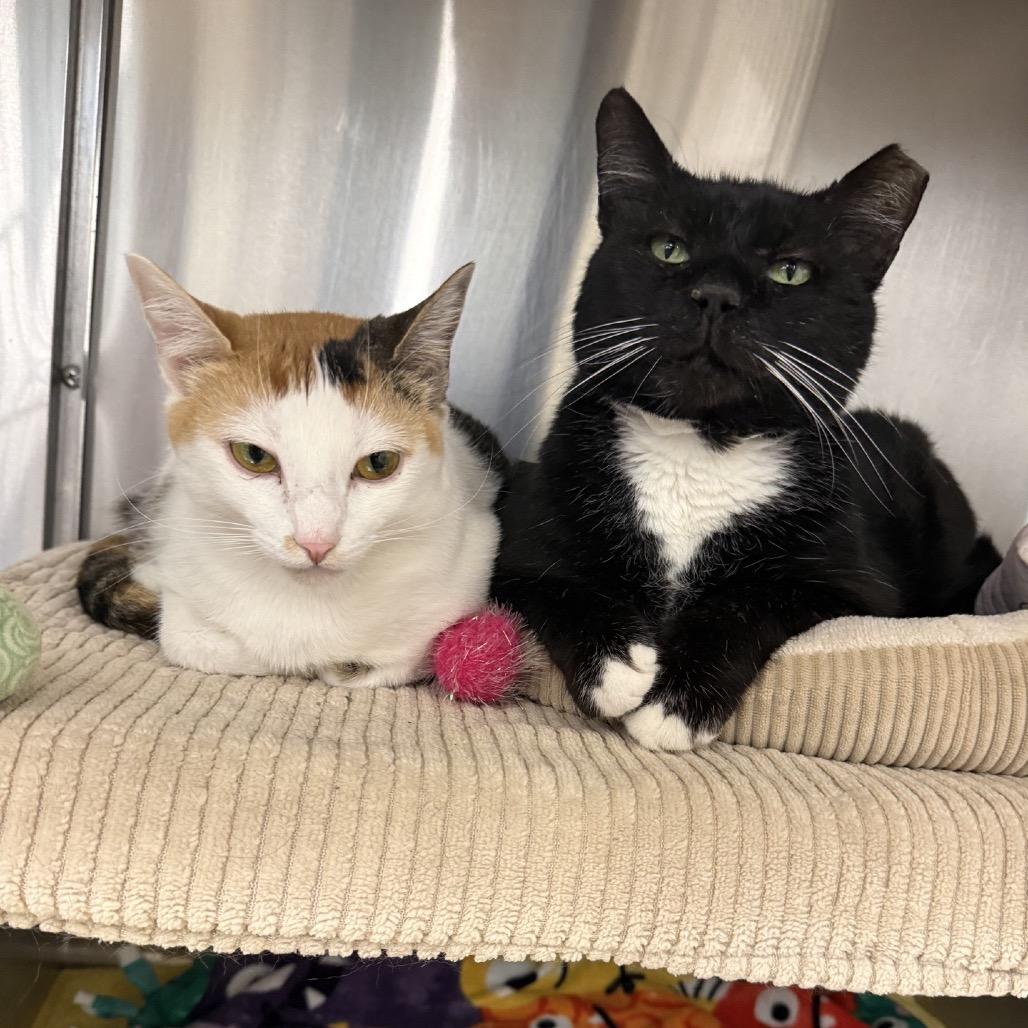 Eve, a Adoptable Domestic Short Hair in Hamburg, NY image 3/5