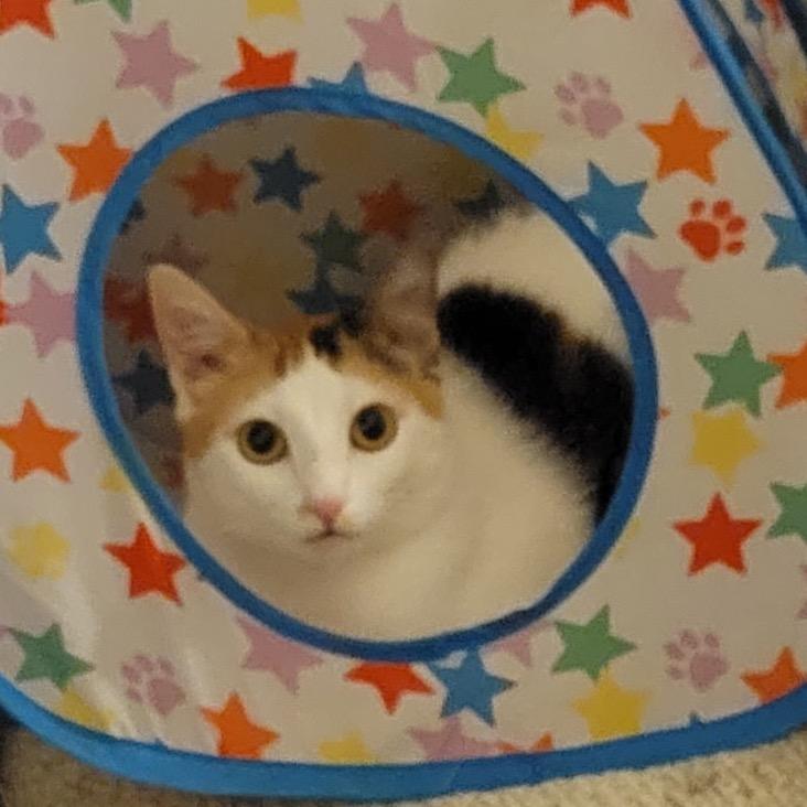 Eve, a Adoptable Domestic Short Hair in Hamburg, NY image 4/5