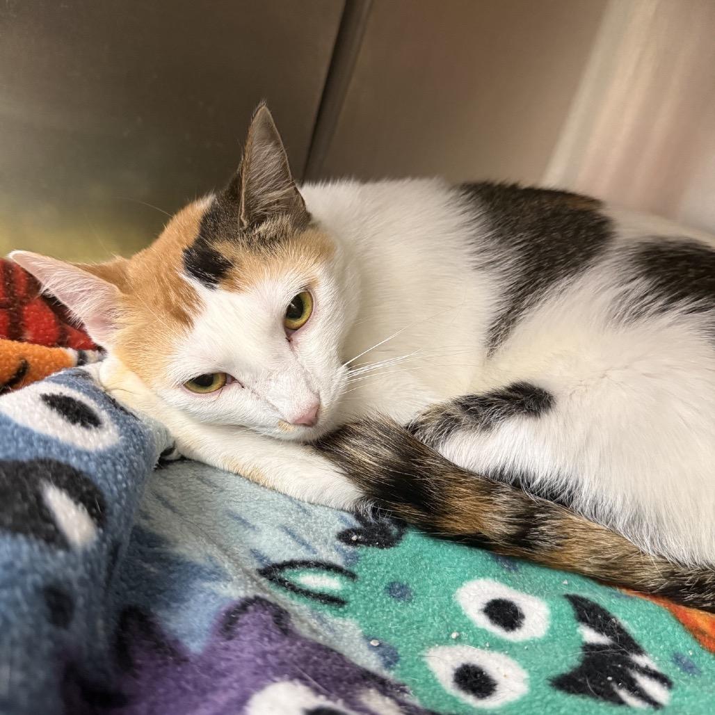 Eve, a Adoptable Domestic Short Hair in Hamburg, NY image 5/5