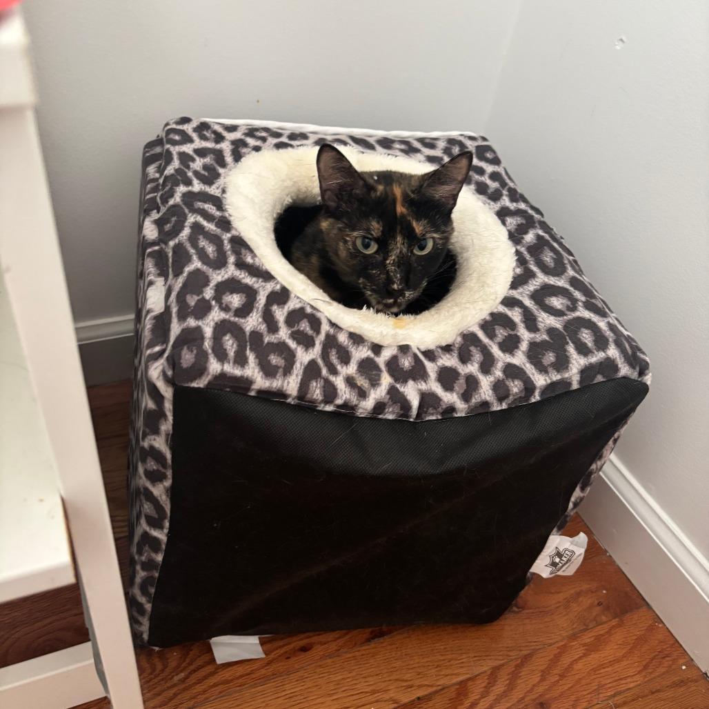 Carmine, Adoptable, Adult Female Domestic Short Hair.