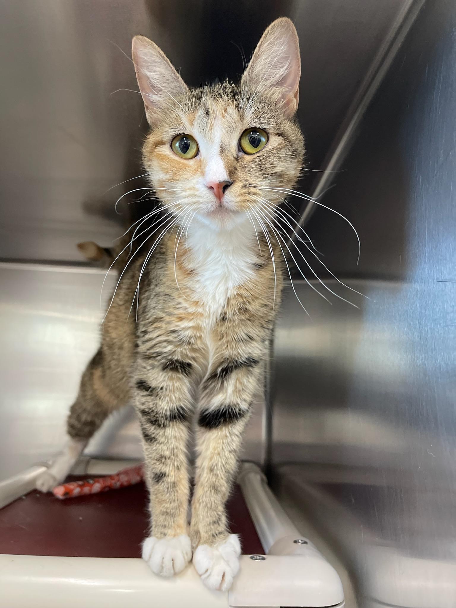 Cats for Adoption Augusta Maine: Find Your Perfect Feline Friend