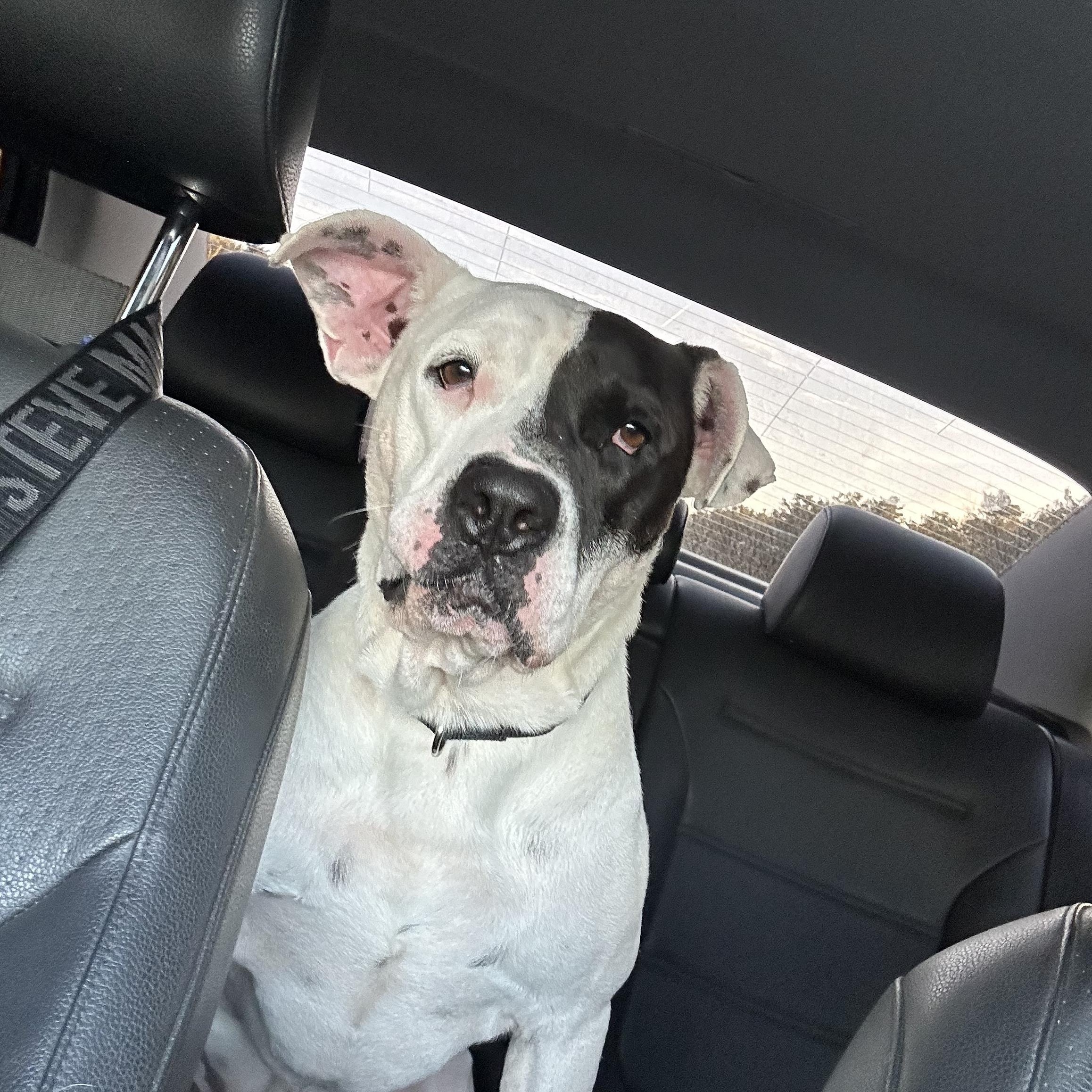 LARRY, a Adoptable mixed breed in Kennebunk , ME image 3/5