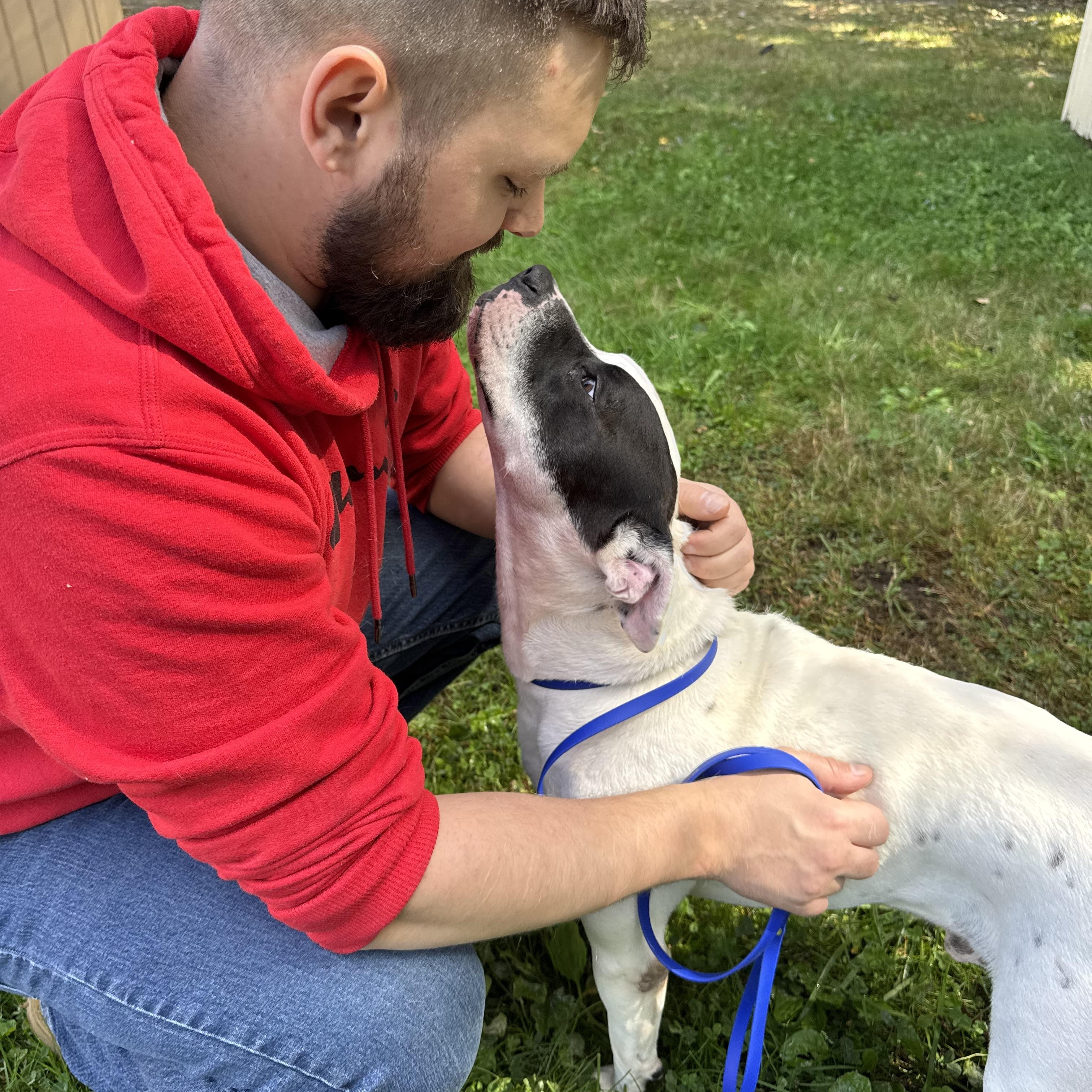 LARRY, a Adoptable mixed breed in Kennebunk , ME image 5/5