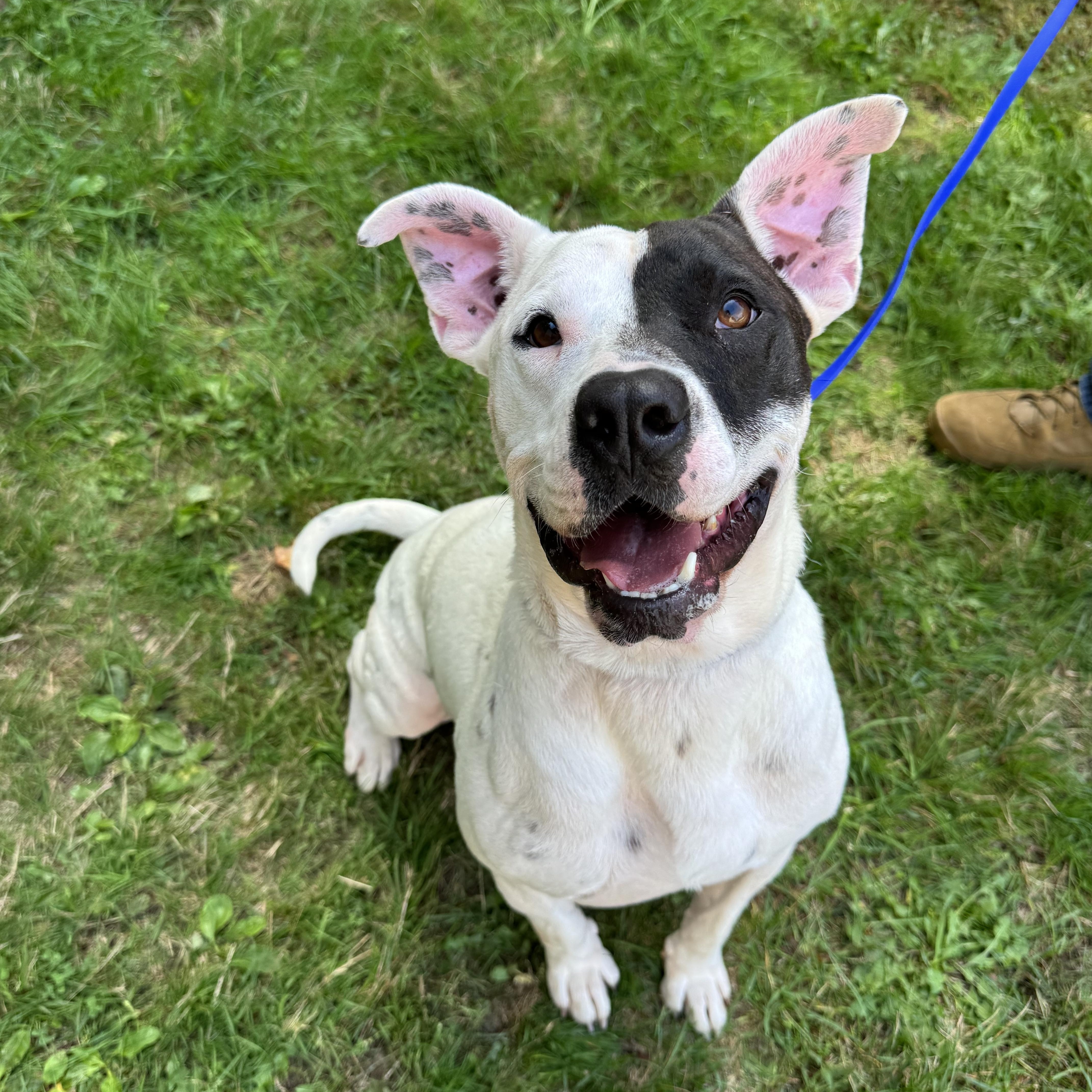 LARRY, a Adoptable mixed breed in Kennebunk , ME image 1/5