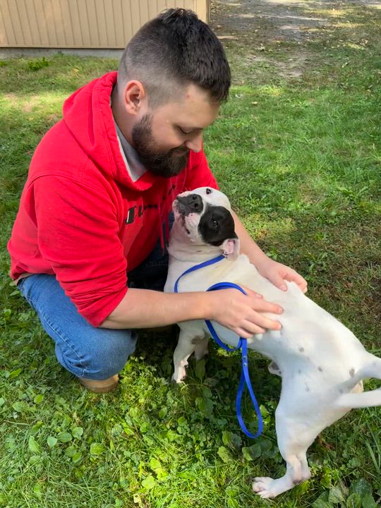 Enlarge LARRY, a Adoptable mixed breed in Kennebunk , ME video 4/5