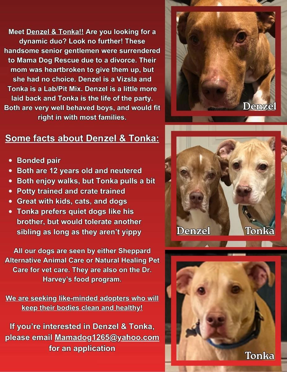 Tonka (Bonded with Denzel seeking Holistic minded adopters) adoption fee for both, a ADOPTABLE mixed breed in Warren, MI image 2/4
