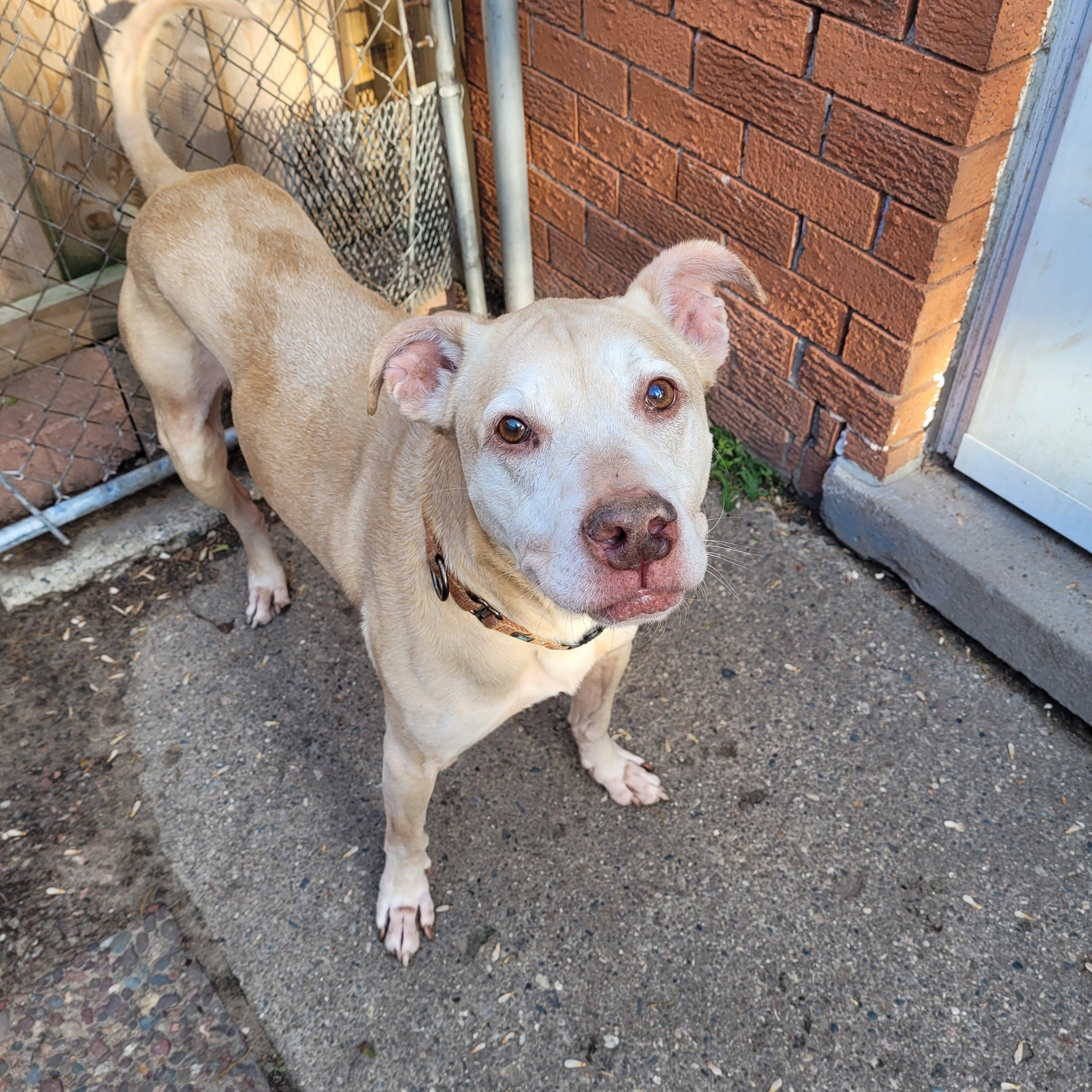 Tonka (Bonded with Denzel seeking Holistic minded adopters) adoption fee for both, a ADOPTABLE mixed breed in Warren, MI image 3/4