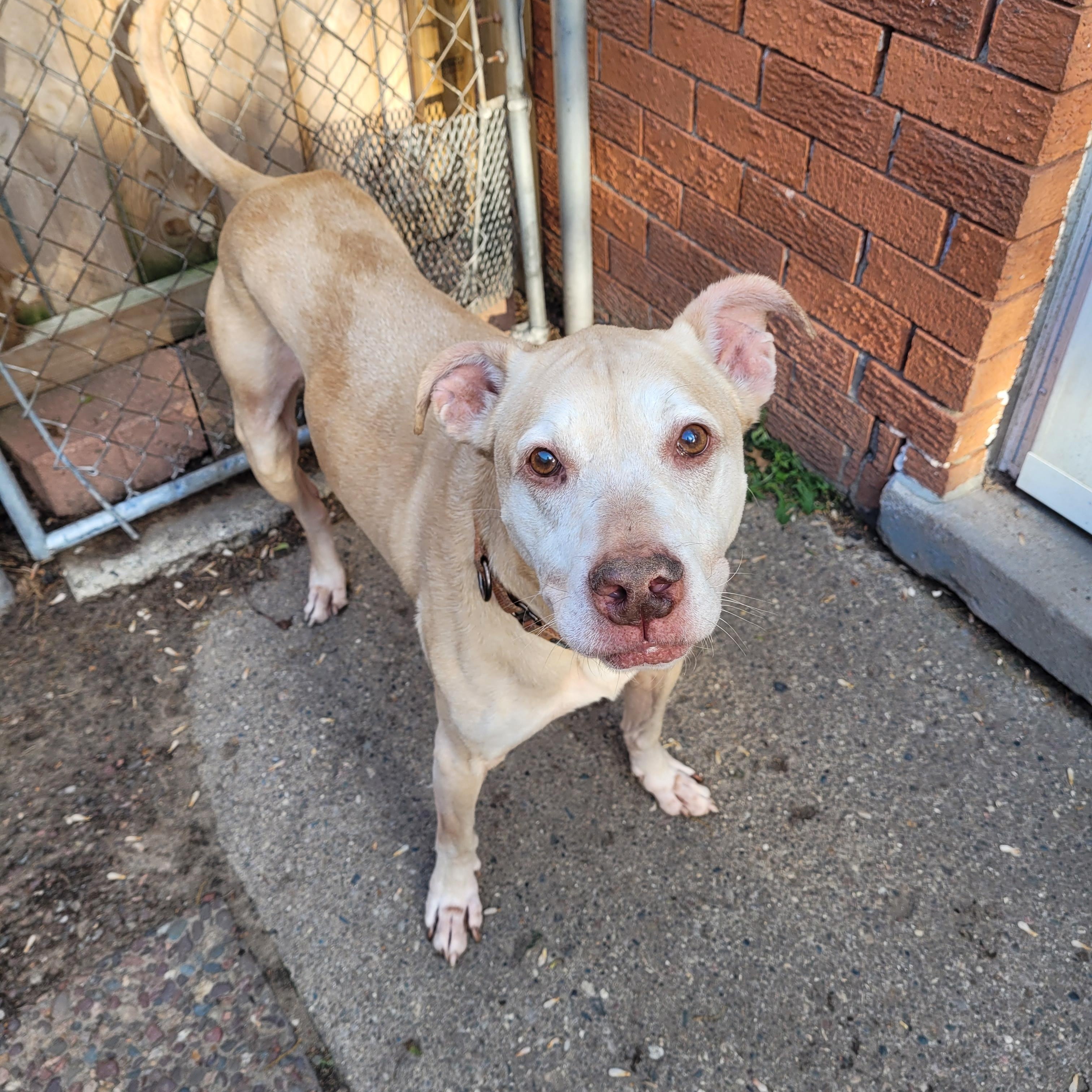Tonka (Bonded with Denzel seeking Holistic minded adopters) adoption fee for both, ADOPTABLE, Senior Male Yellow Labrador Retriever & Pit Bull Terrier.