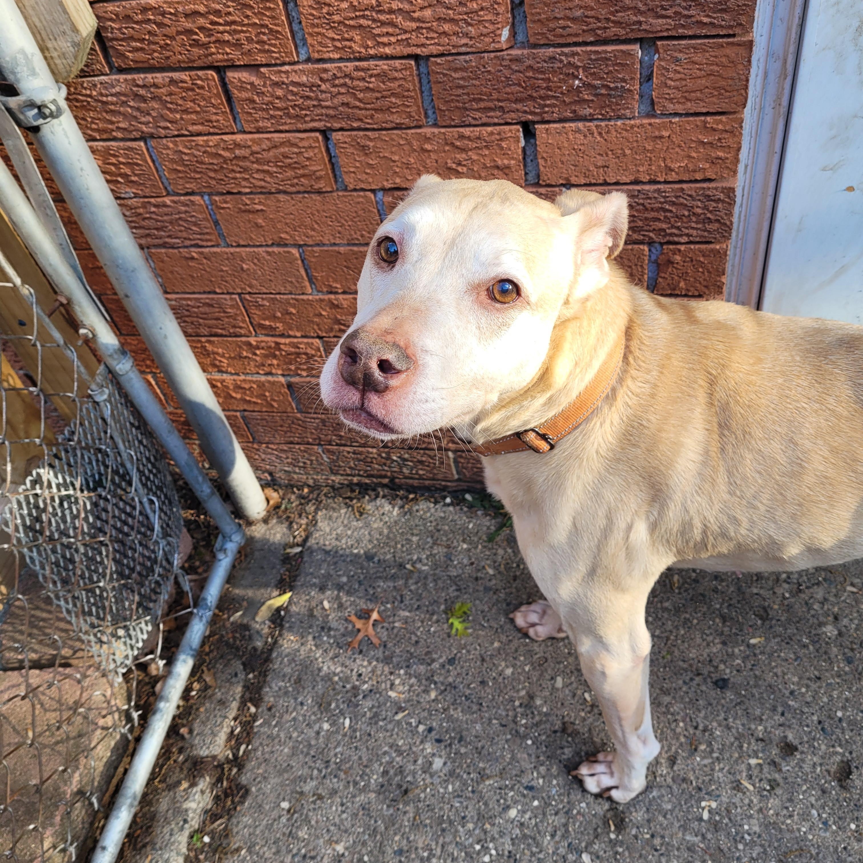 Tonka (Bonded with Denzel seeking Holistic minded adopters) adoption fee for both, a ADOPTABLE mixed breed in Warren, MI image 4/4