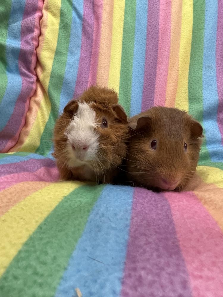 Cham (bonded to Crunch), Adopted, Young Male Guinea Pig.