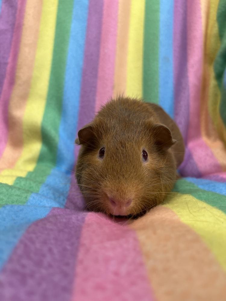 Enlarge Cham (bonded to Crunch), a Adopted Guinea Pig in San Diego, CA image 2/2
