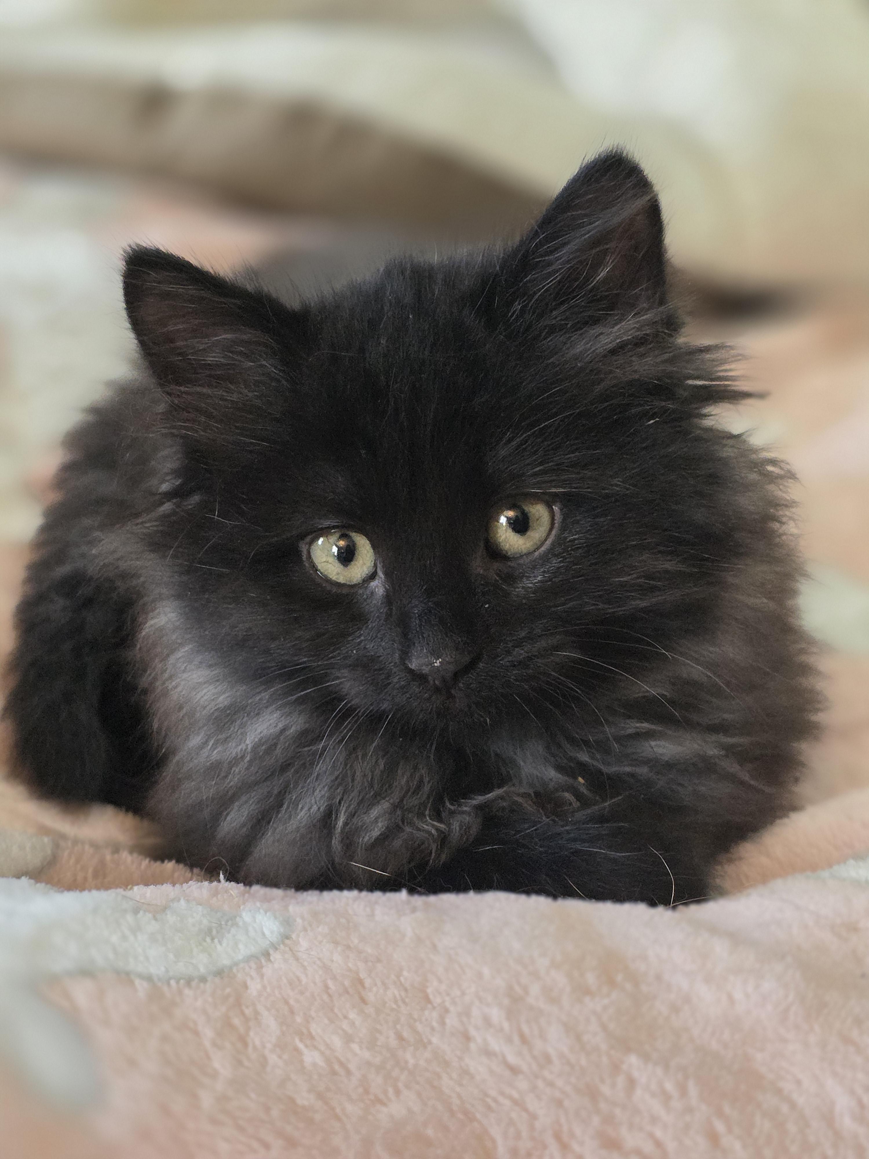 Pebbles, Adoptable, Kitten Female Domestic Medium Hair.