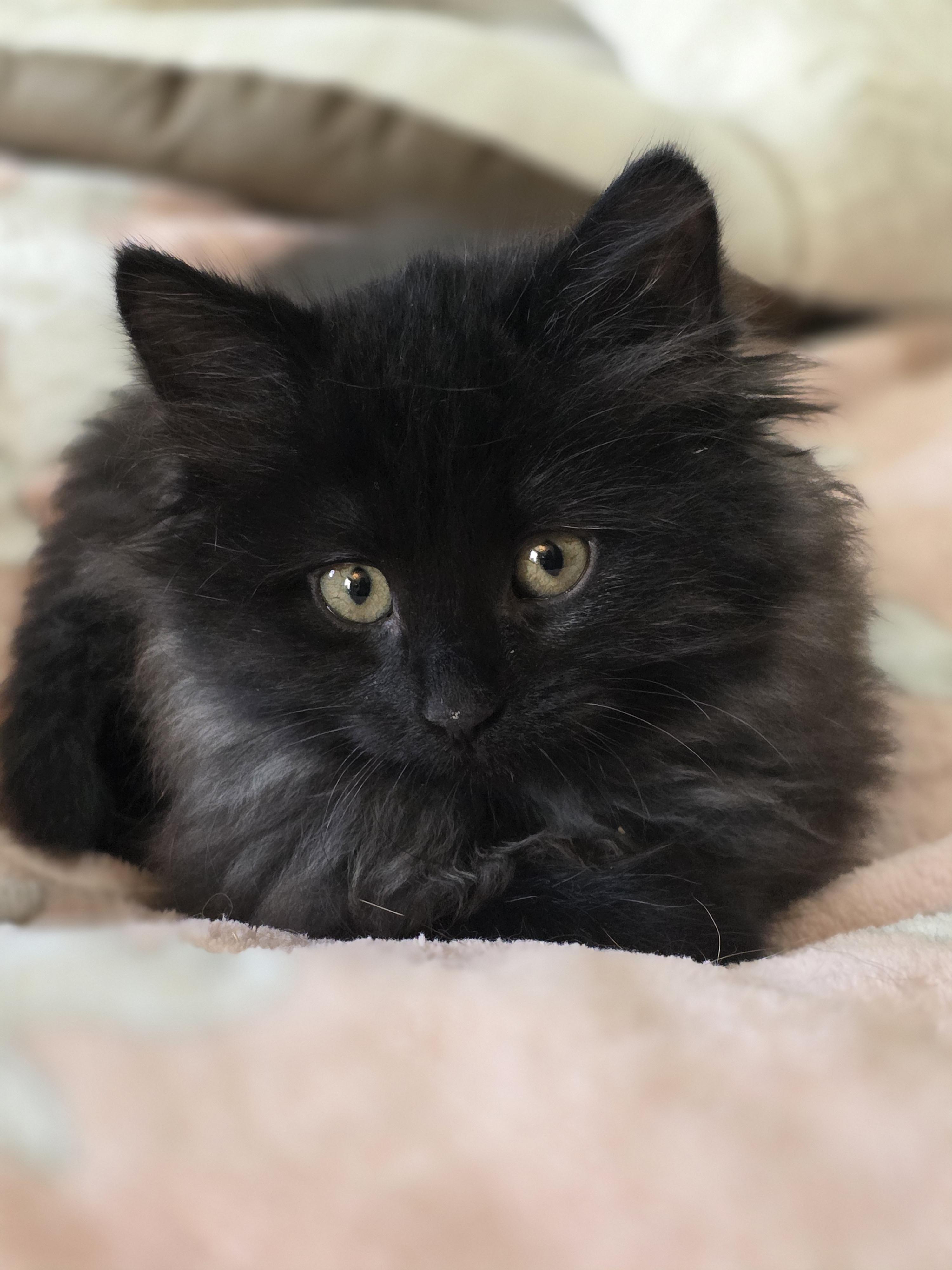 Enlarge Pebbles, a Adoptable Domestic Medium Hair in Kamloops, BC image 2/6