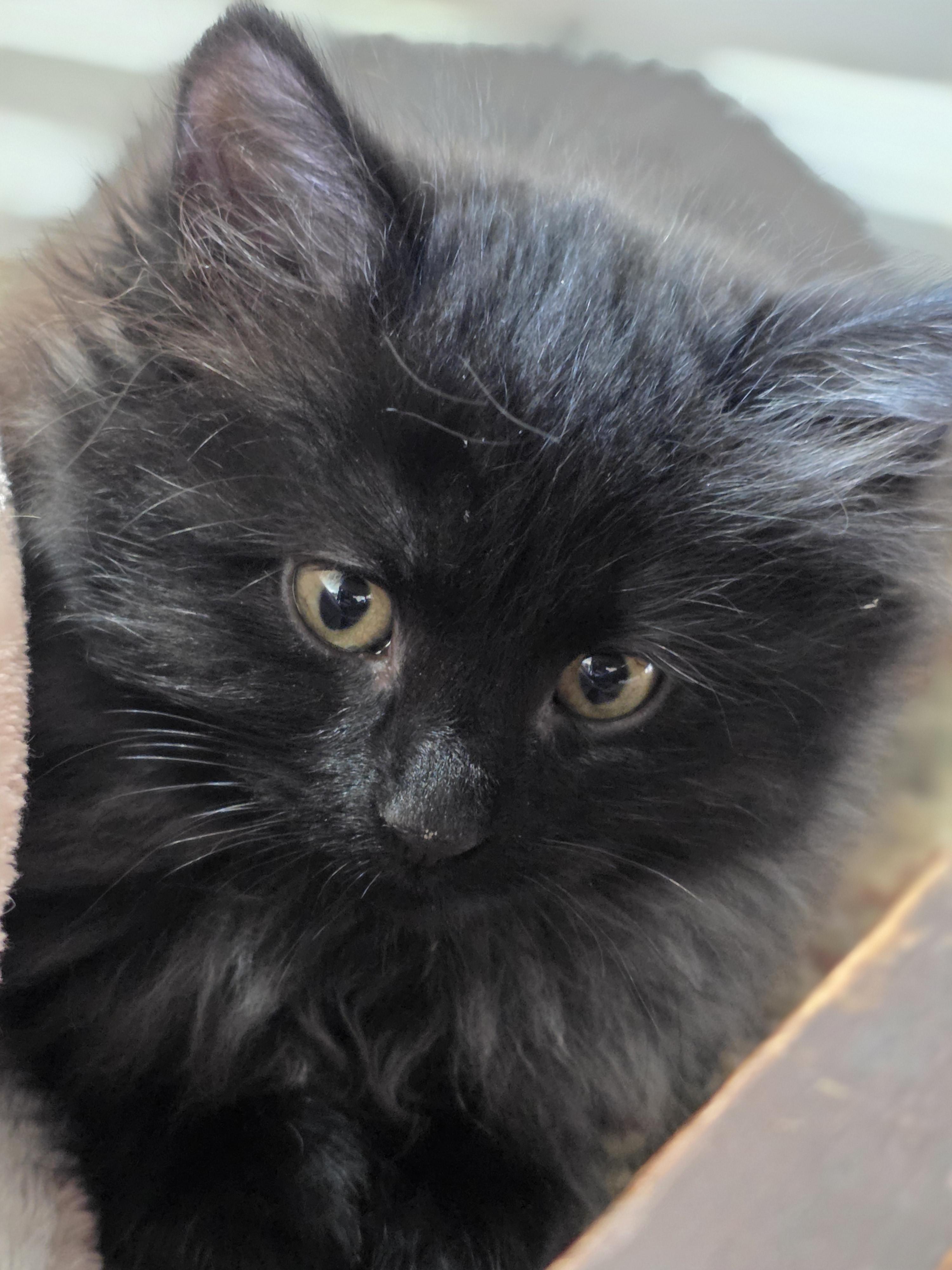 Enlarge Pebbles, a Adoptable Domestic Medium Hair in Kamloops, BC image 3/6