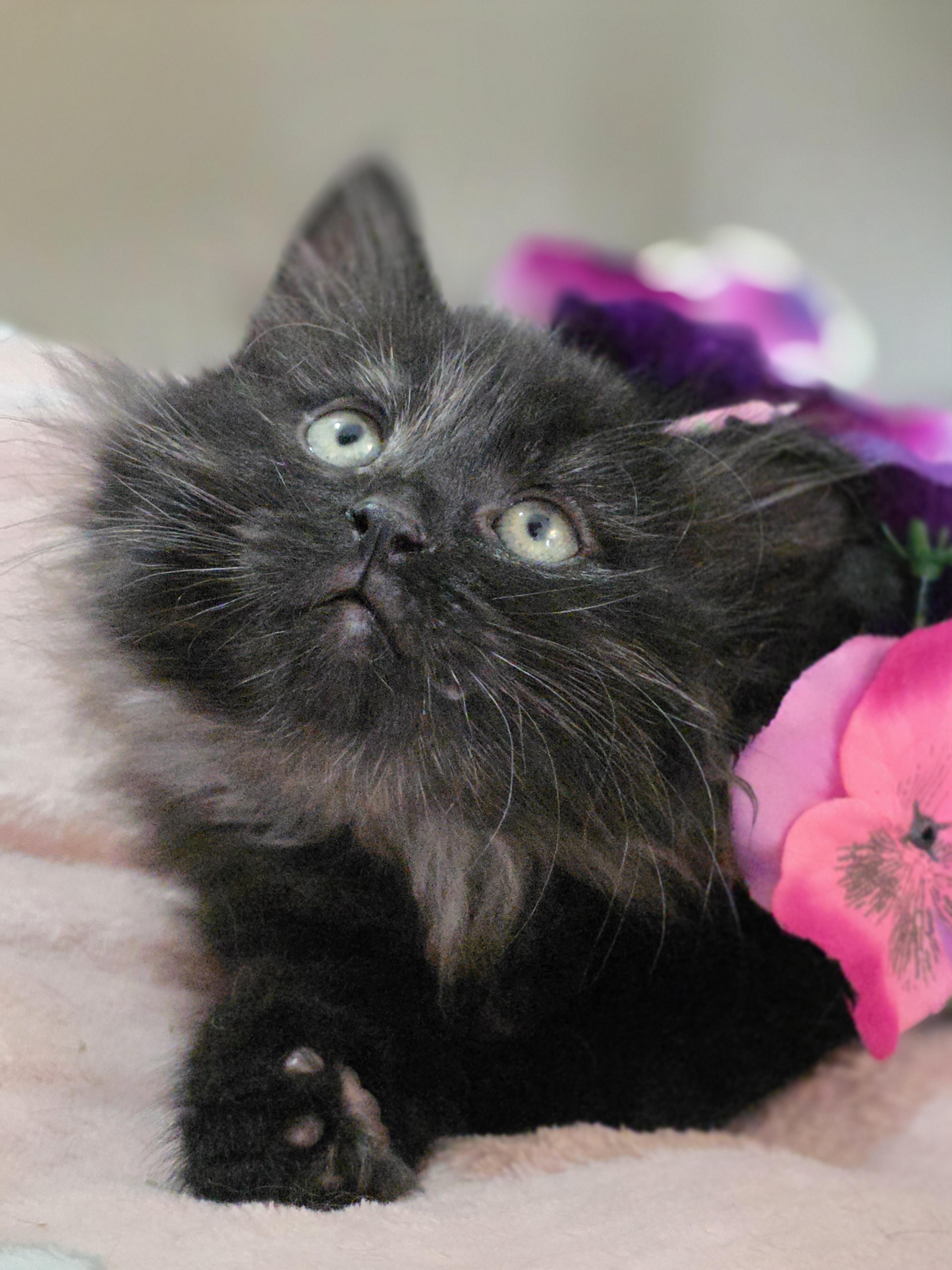 Enlarge Pebbles, a Adoptable Domestic Medium Hair in Kamloops, BC image 4/6