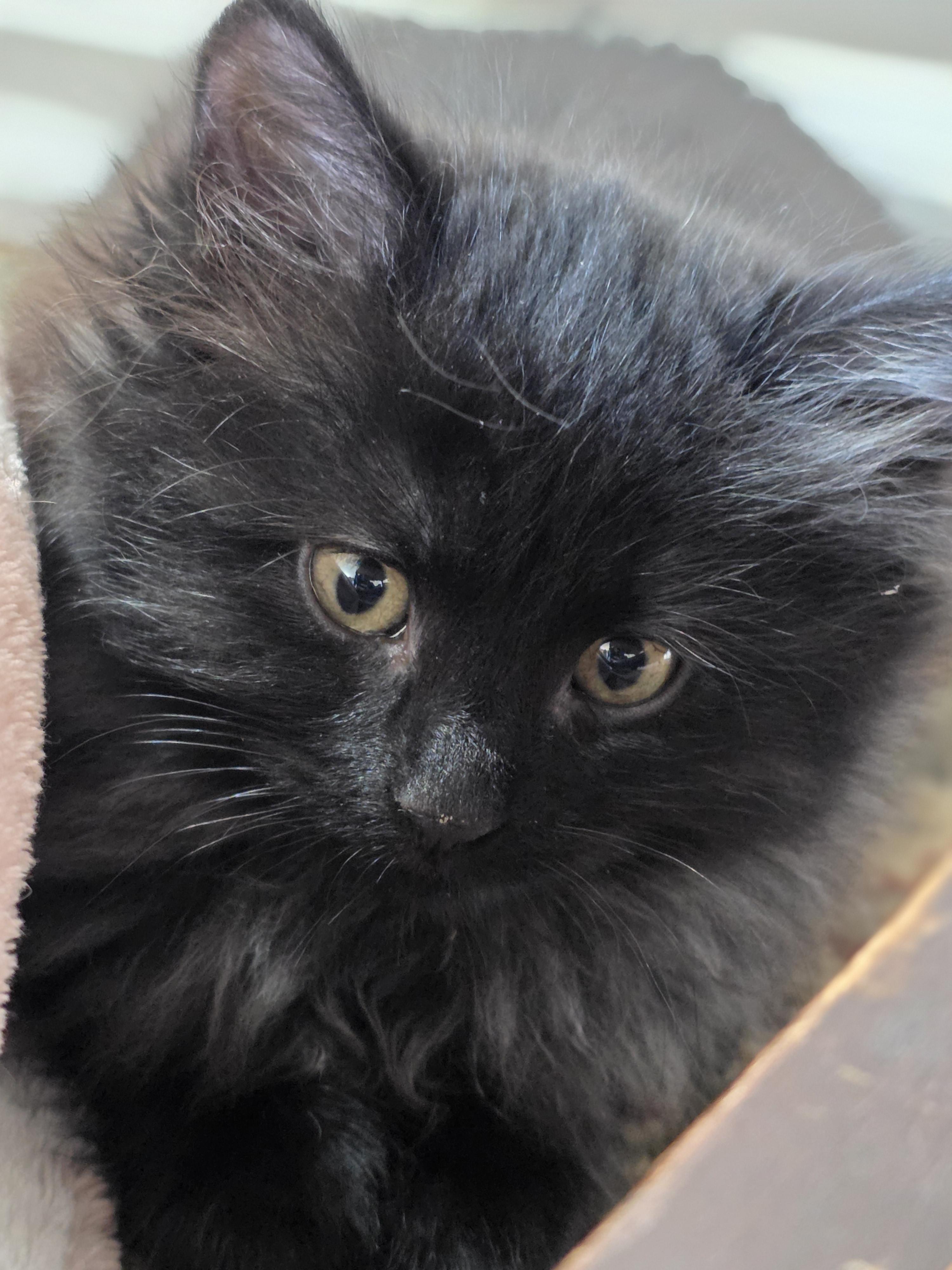 Enlarge Pebbles, a Adoptable Domestic Medium Hair in Kamloops, BC image 5/6