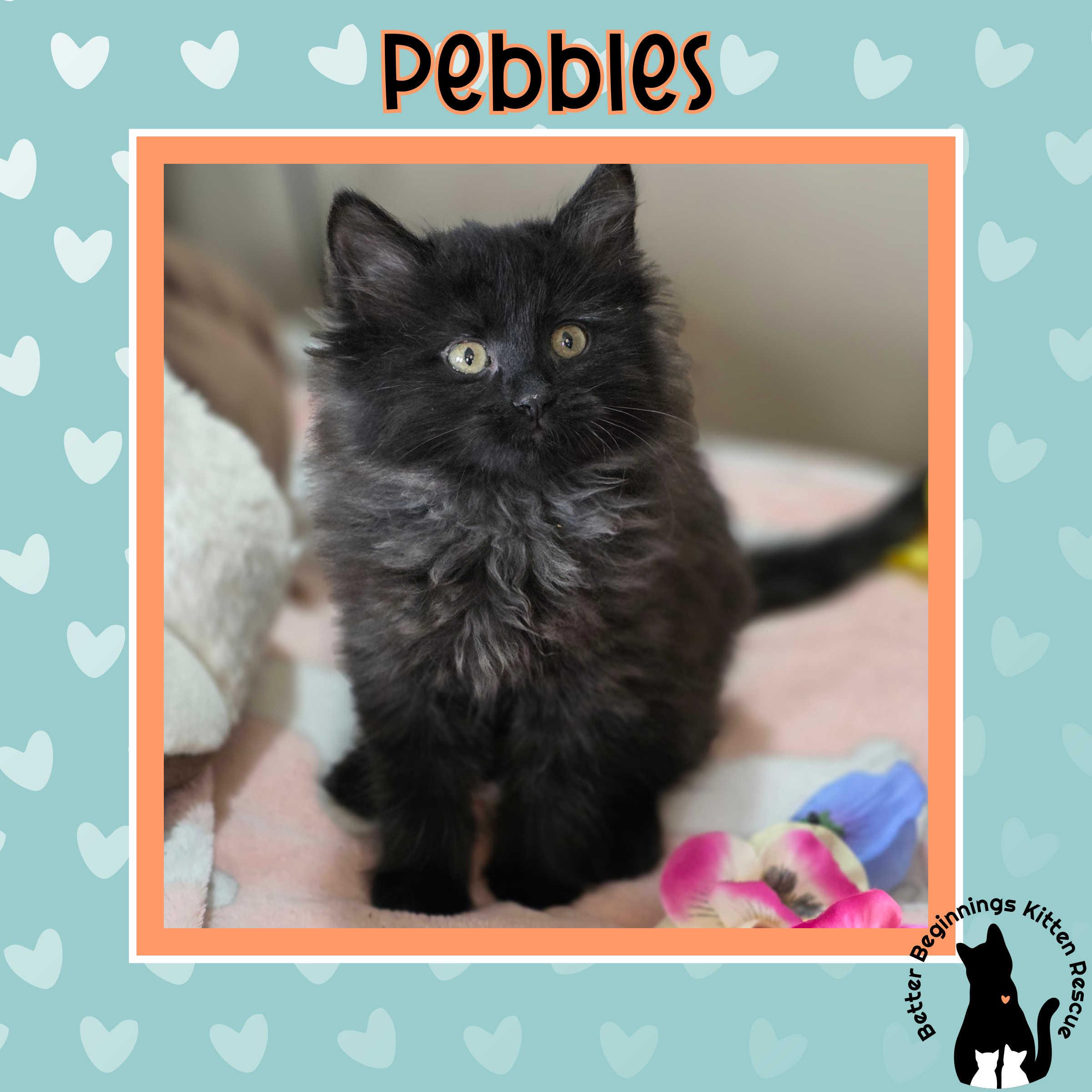 Enlarge Pebbles, a Adoptable Domestic Medium Hair in Kamloops, BC image 6/6