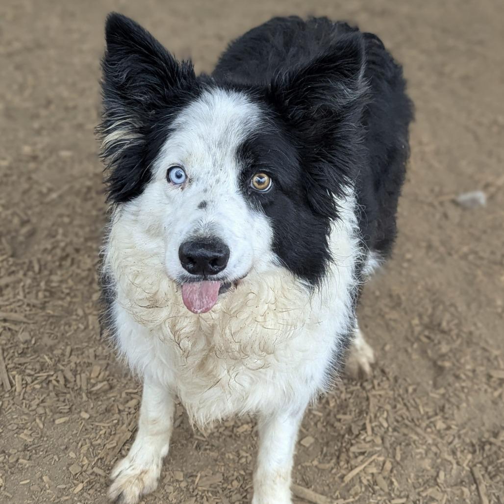 Enlarge Nelson, a Adoptable Border Collie in Aldie, VA image 1/5