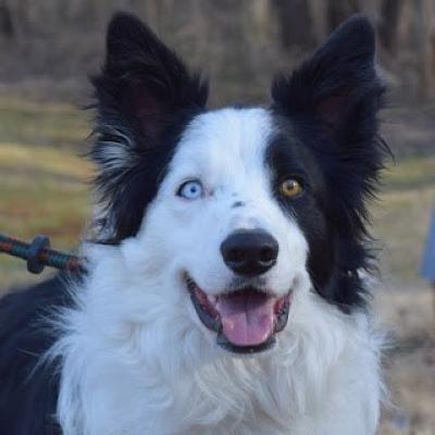 Nelson, Adoptable, Adult Male Border Collie.