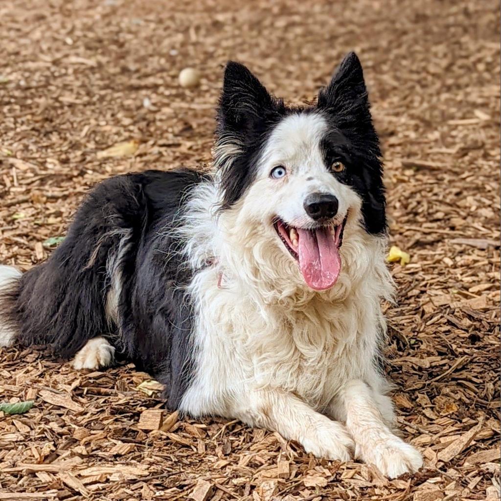Nelson, a Adoptable Border Collie in Aldie, VA image 2/4