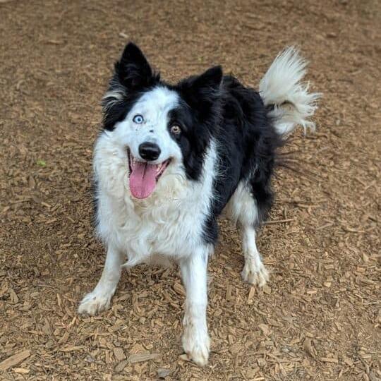 Nelson, a Adoptable Border Collie in Aldie, VA image 3/4