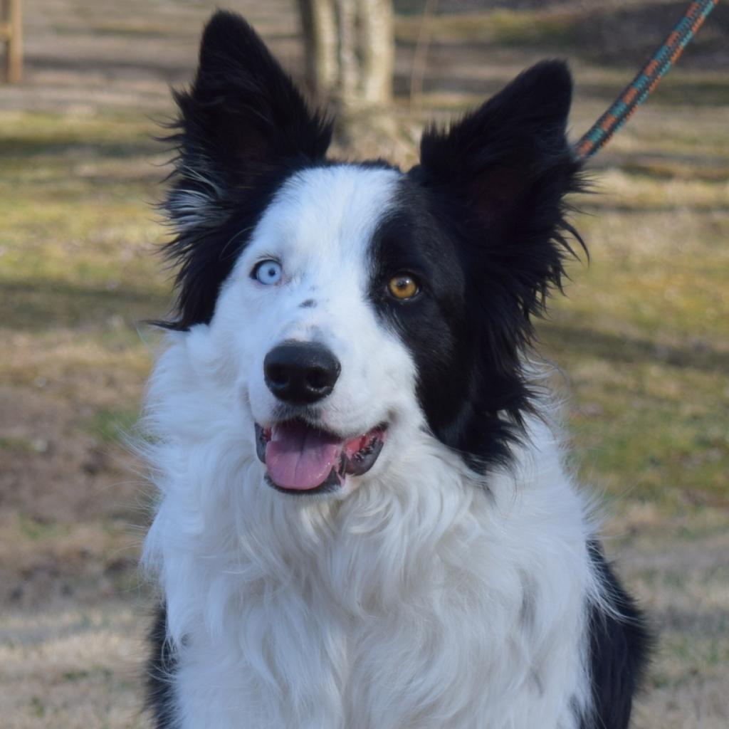 Nelson, a Adoptable Border Collie in Aldie, VA image 4/4