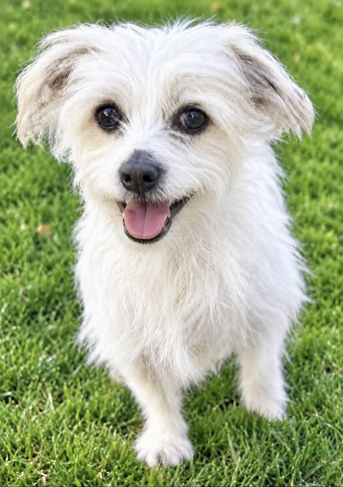 Enlarge Jeffrey, a Adoptable mixed breed in Carlsbad , CA image 3/6