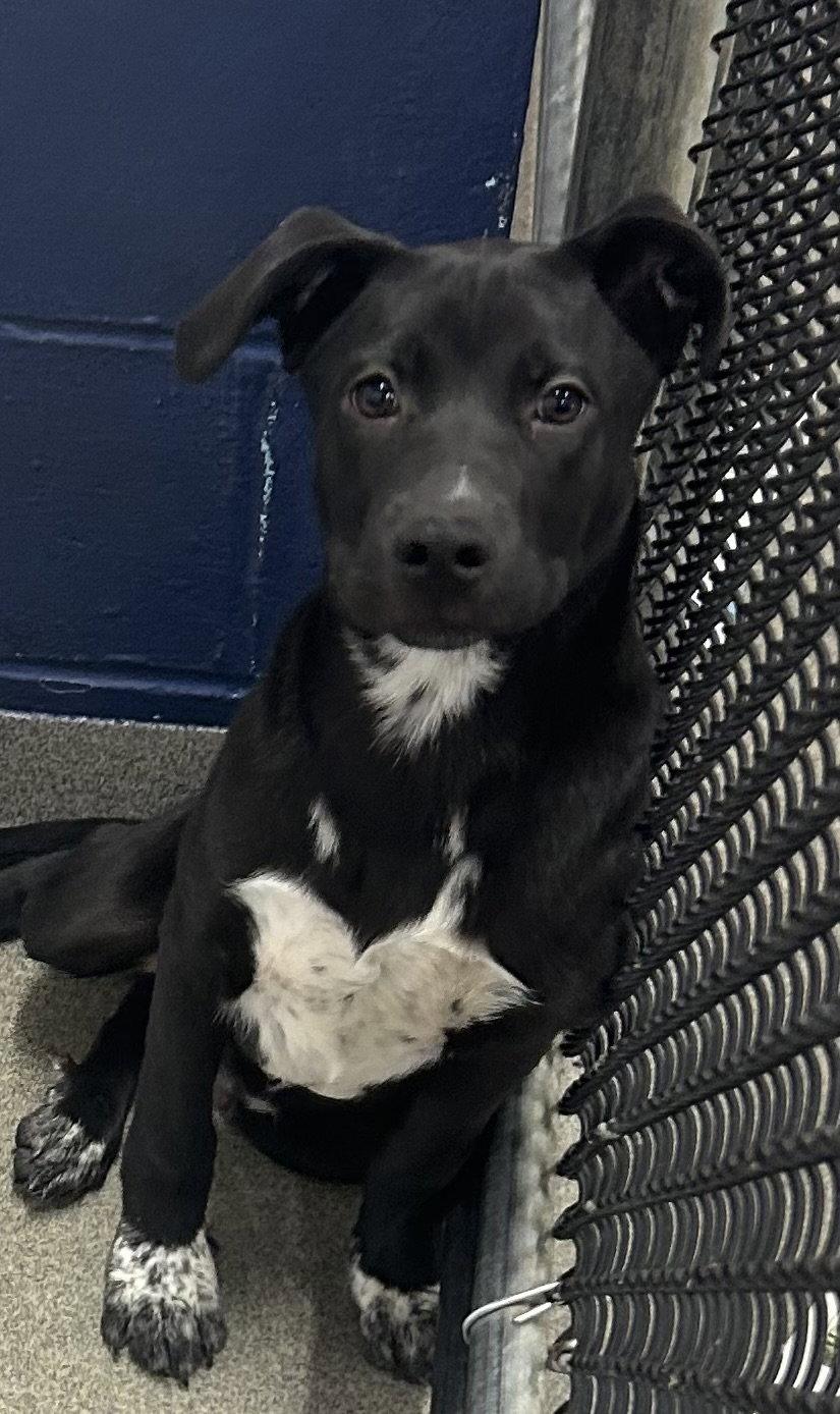 Maverick 3 months AVAIL 4/22, Adoptable, Young Male Labrador Retriever.