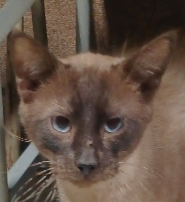 Cat for adoption Gord It Away, a Siamese in Lees Summit, MO Petfinder