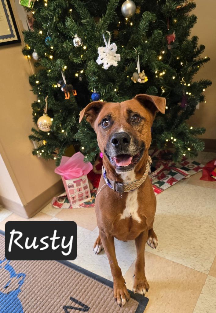Rusty, Adoptable, Adult Male Black Mouth Cur & Boxer.