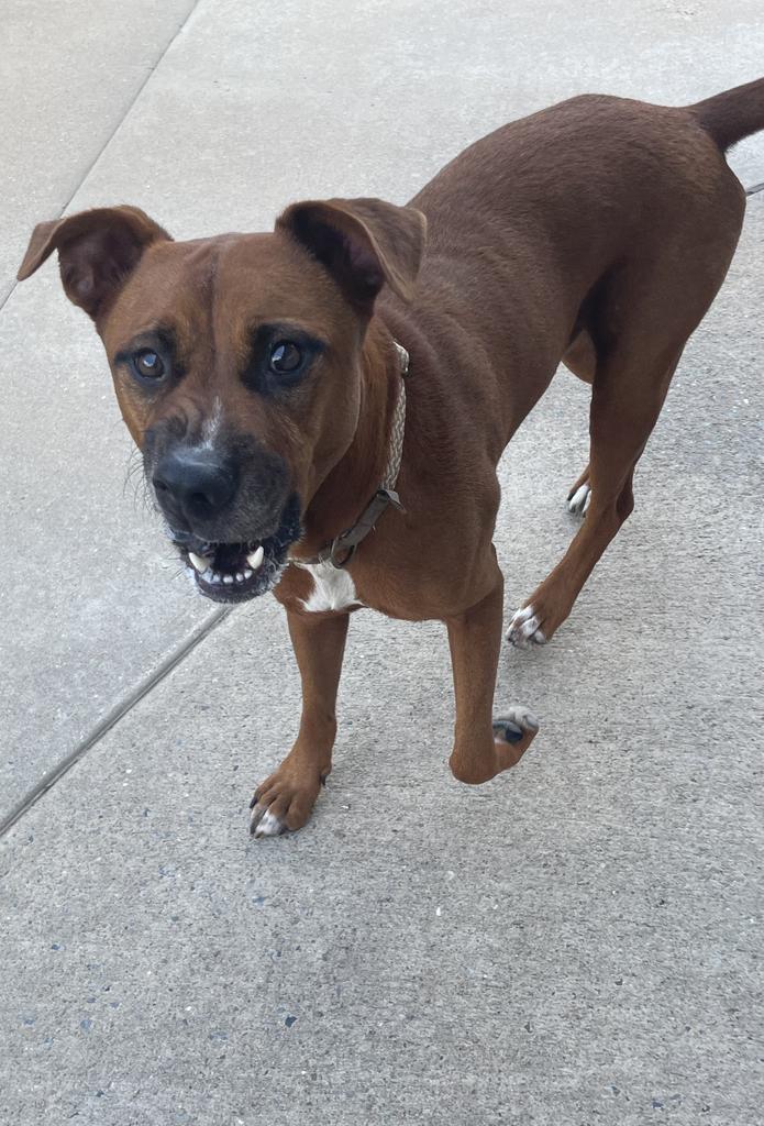Enlarge Rusty, a Adoptable mixed breed in Maumelle, AR image 2/6