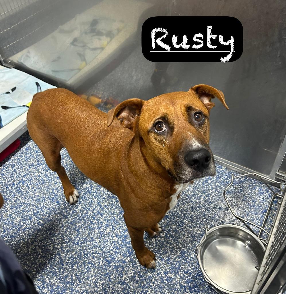 Enlarge Rusty, a Adoptable mixed breed in Maumelle, AR image 3/6