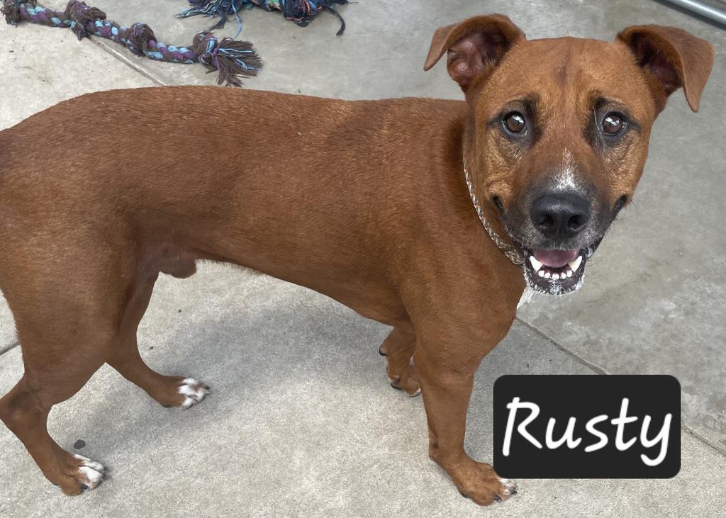 Enlarge Rusty, a Adoptable mixed breed in Maumelle, AR image 4/6