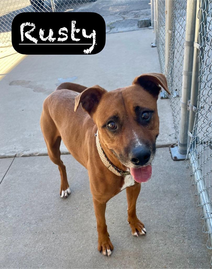 Enlarge Rusty, a Adoptable mixed breed in Maumelle, AR image 5/6