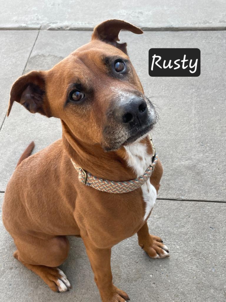 Enlarge Rusty, a Adoptable mixed breed in Maumelle, AR image 5/6