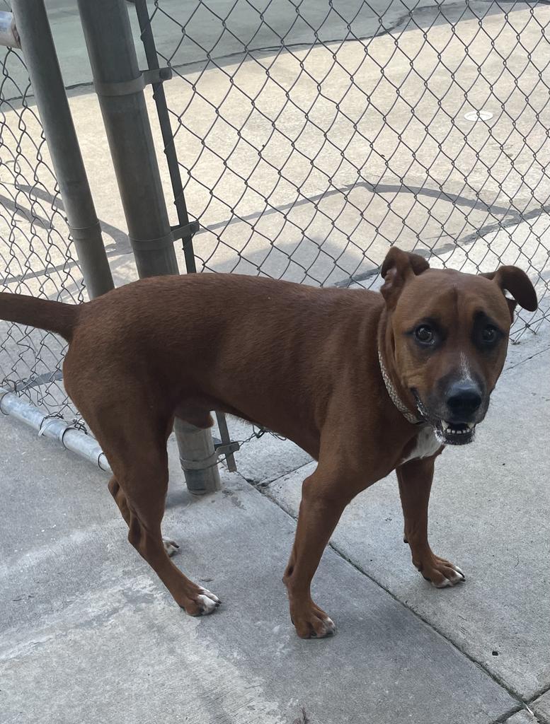 Enlarge Rusty, a Adoptable mixed breed in Maumelle, AR image 6/6