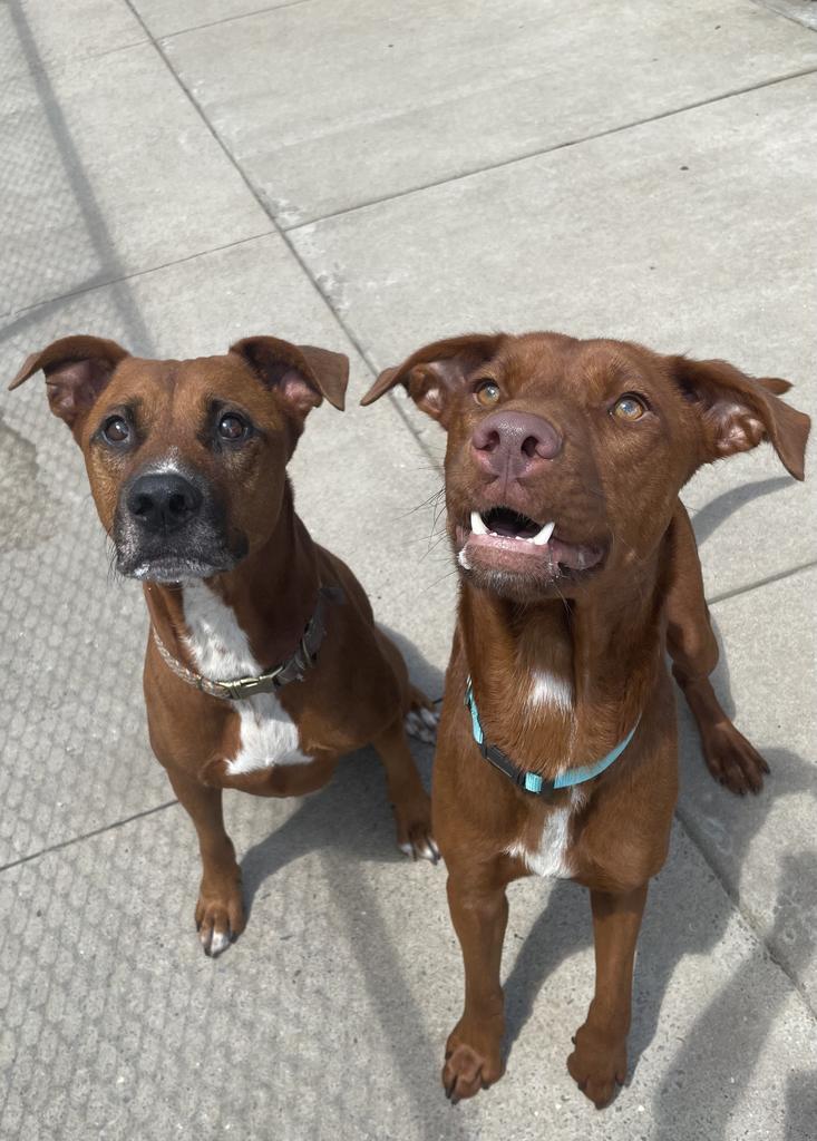 Enlarge Rusty, a Adoptable mixed breed in Maumelle, AR image 6/6