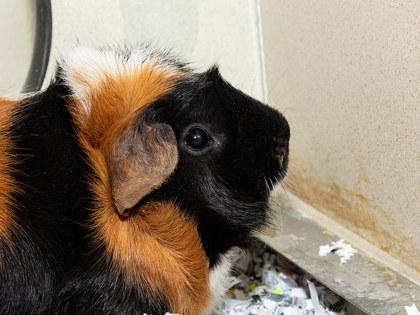 Toast, Adoptable, Young Male Guinea Pig & Guinea Pig.