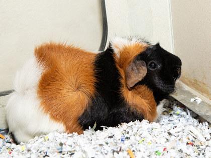 Toast, a Adoptable mixed breed in Longmont, CO image 1/2