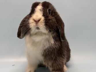 Enlarge Stuart, a Adoptable Holland Lop in Golden Valley, MN image 2/2