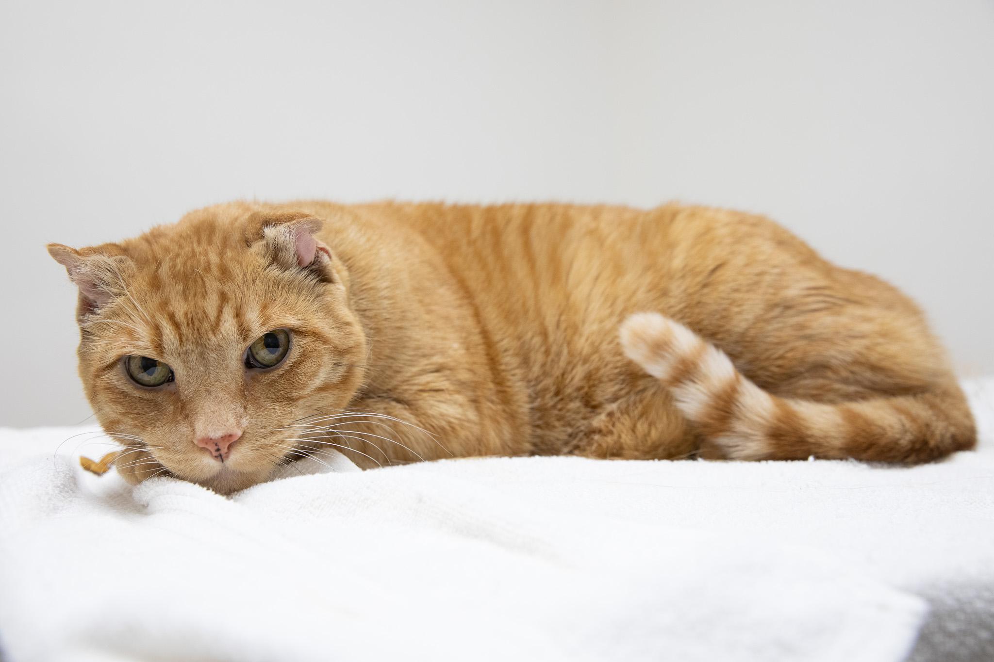 Sandy the Great Pumpkin, a ADOPTABLE Domestic Short Hair in Montclair, NJ image 4/6