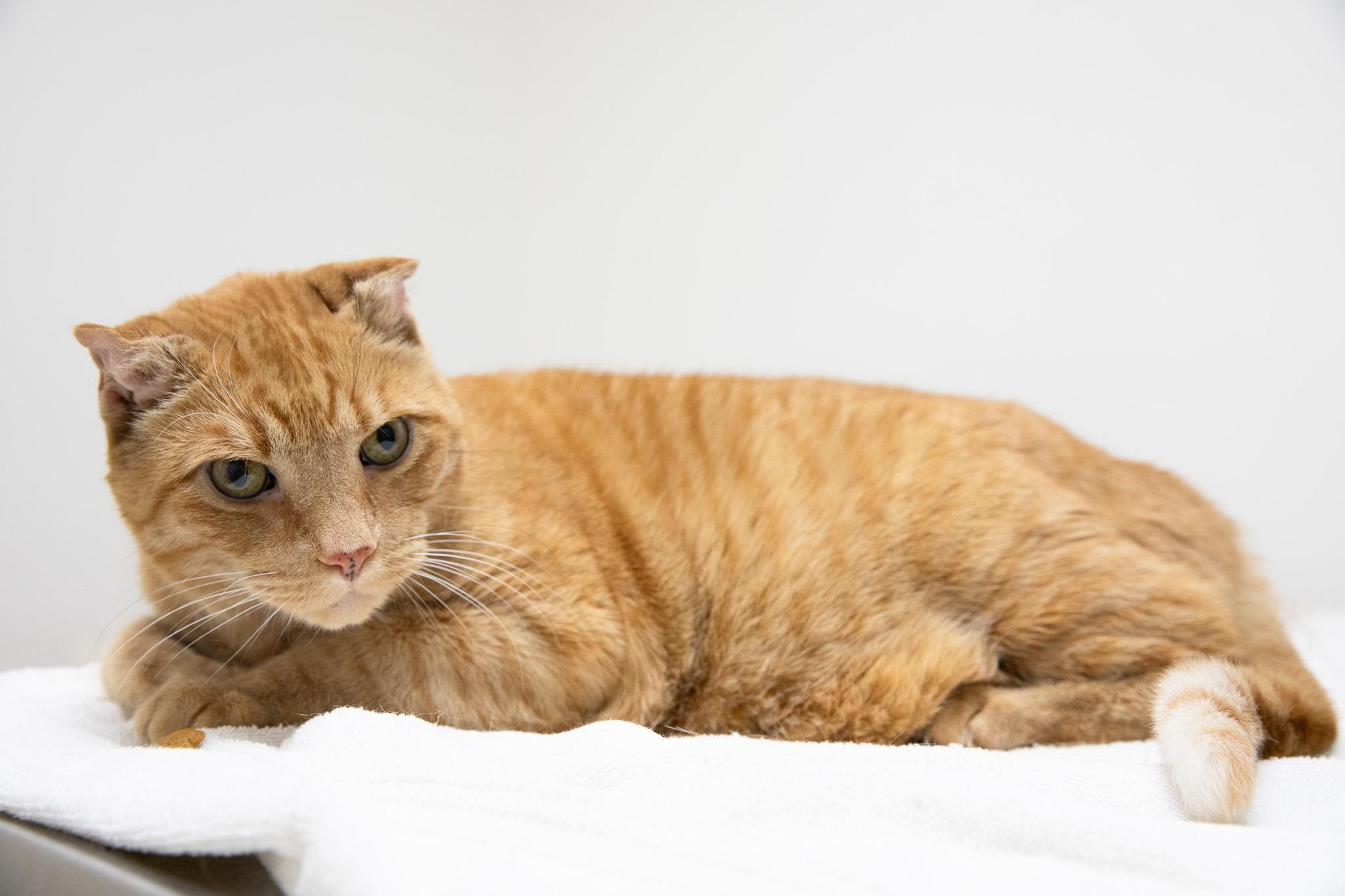Sandy the Great Pumpkin, a ADOPTABLE Domestic Short Hair in Montclair, NJ image 6/6