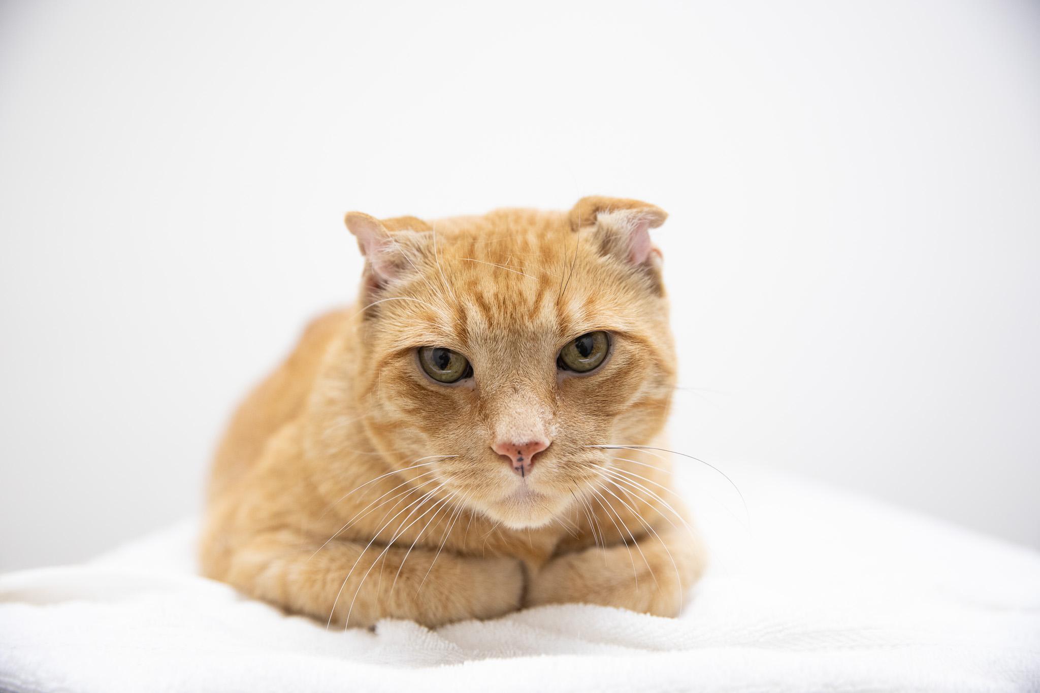 Sandy the Great Pumpkin, a ADOPTABLE Domestic Short Hair in Montclair, NJ image 5/6