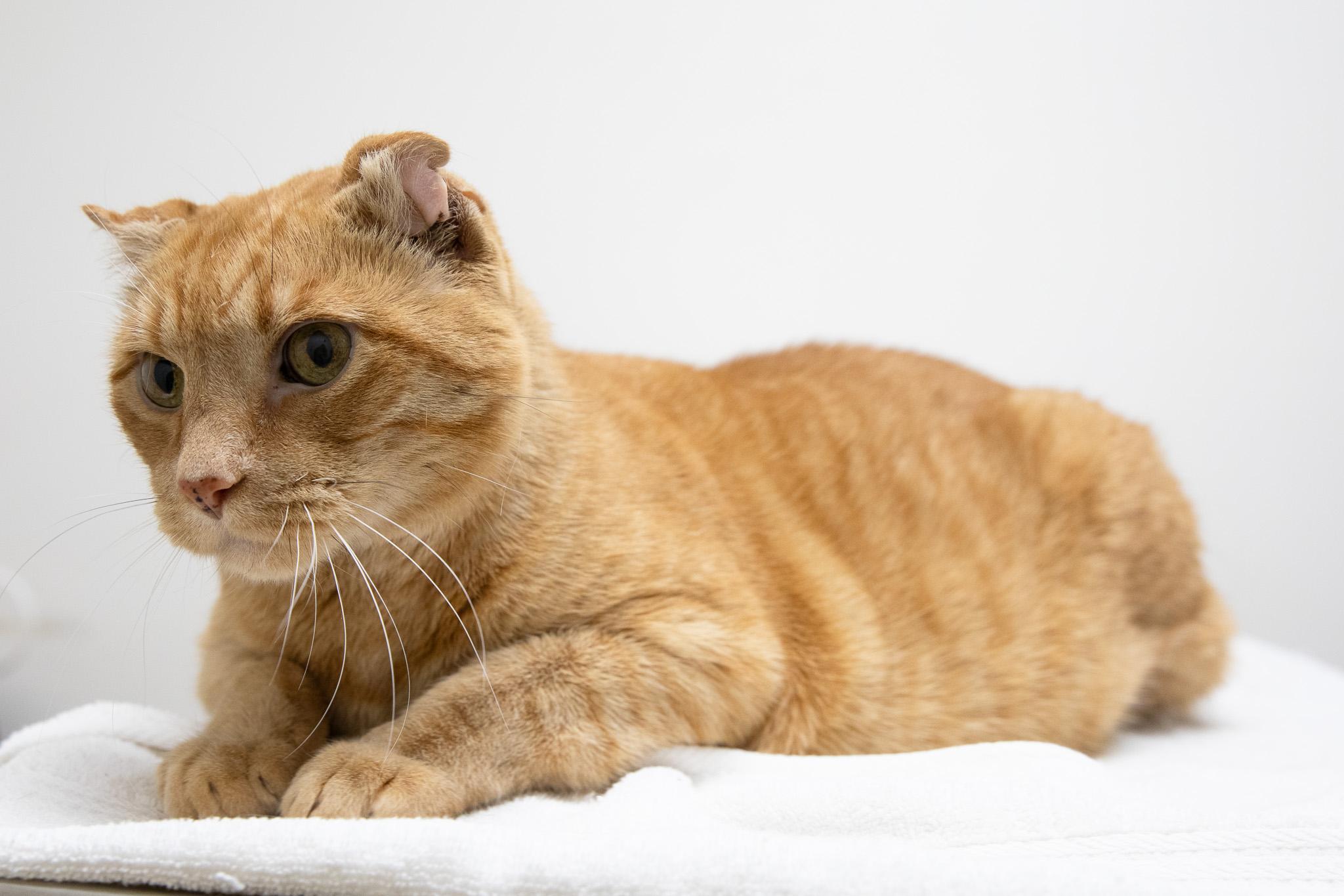 Sandy the Great Pumpkin, a ADOPTABLE Domestic Short Hair in Montclair, NJ image 3/6