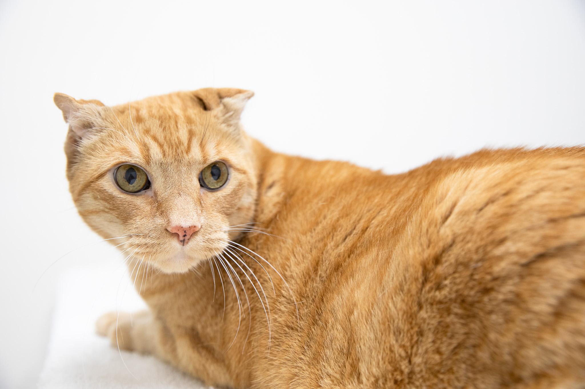 Sandy the Great Pumpkin, a ADOPTABLE Domestic Short Hair in Montclair, NJ image 2/6