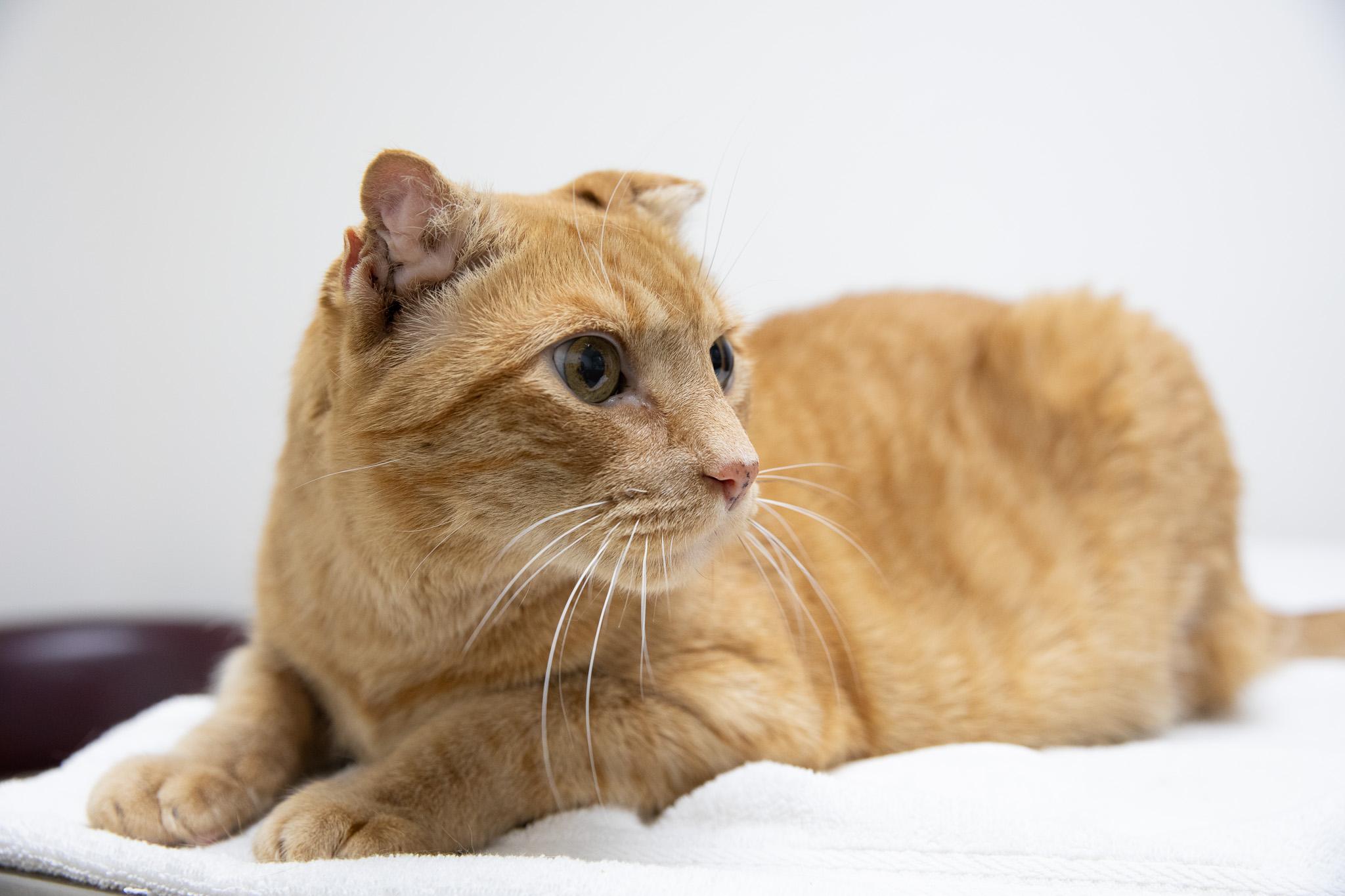 Sandy the Great Pumpkin, ADOPTABLE, Senior Male Domestic Short Hair.