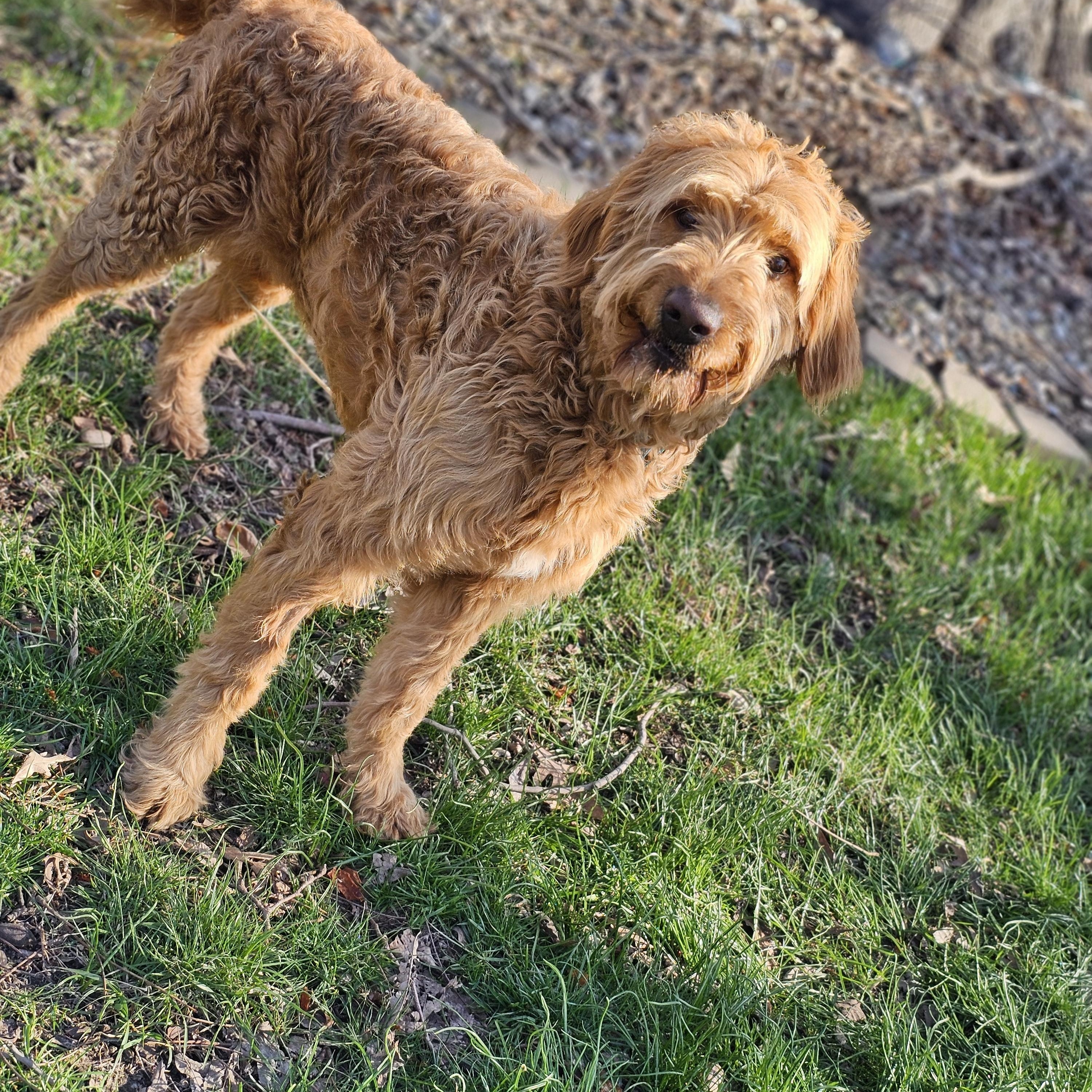 Enlarge Alf, an adopted Goldendoodle in O Fallon, IL image 5/6