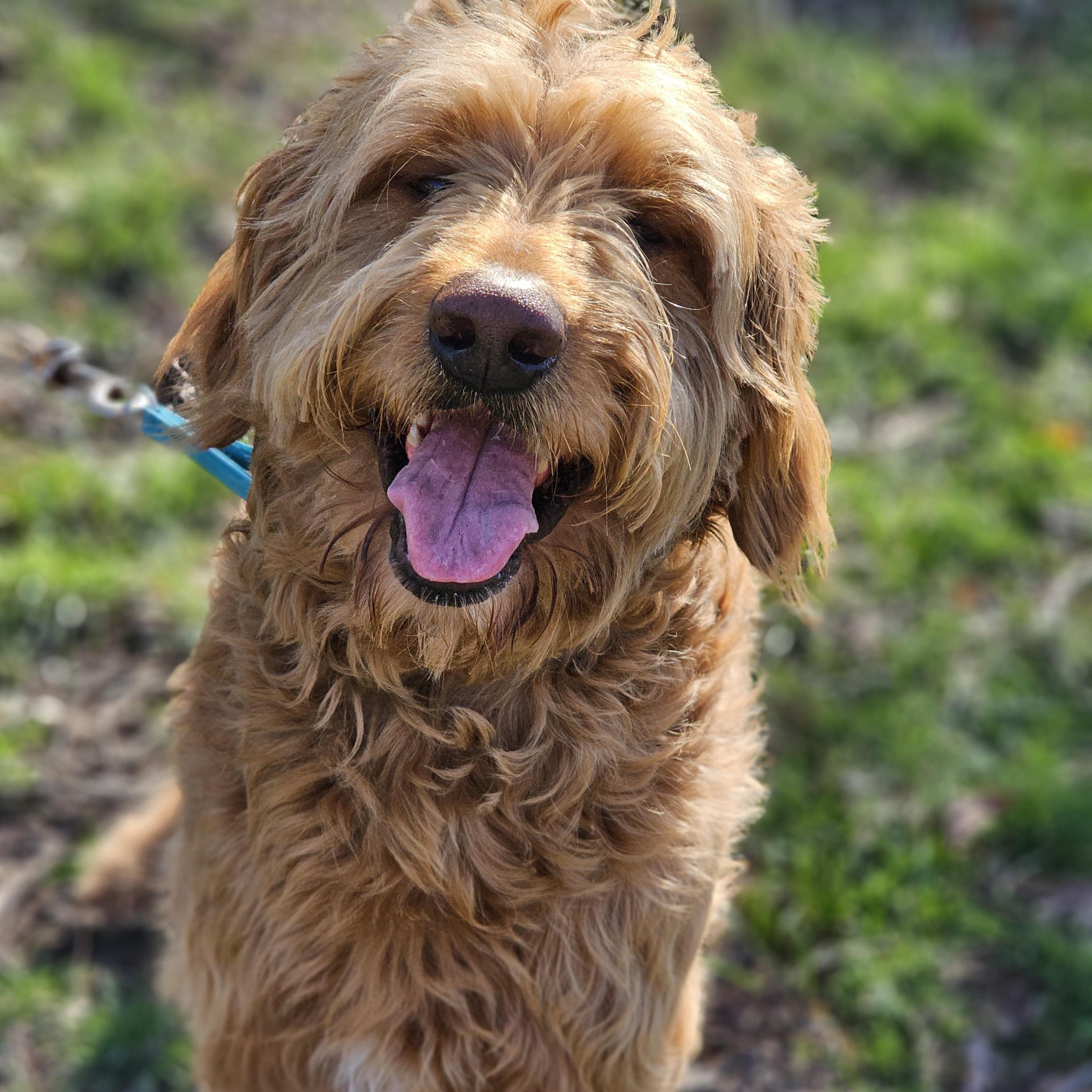 Enlarge Alf, an adopted Goldendoodle in O Fallon, IL image 6/6