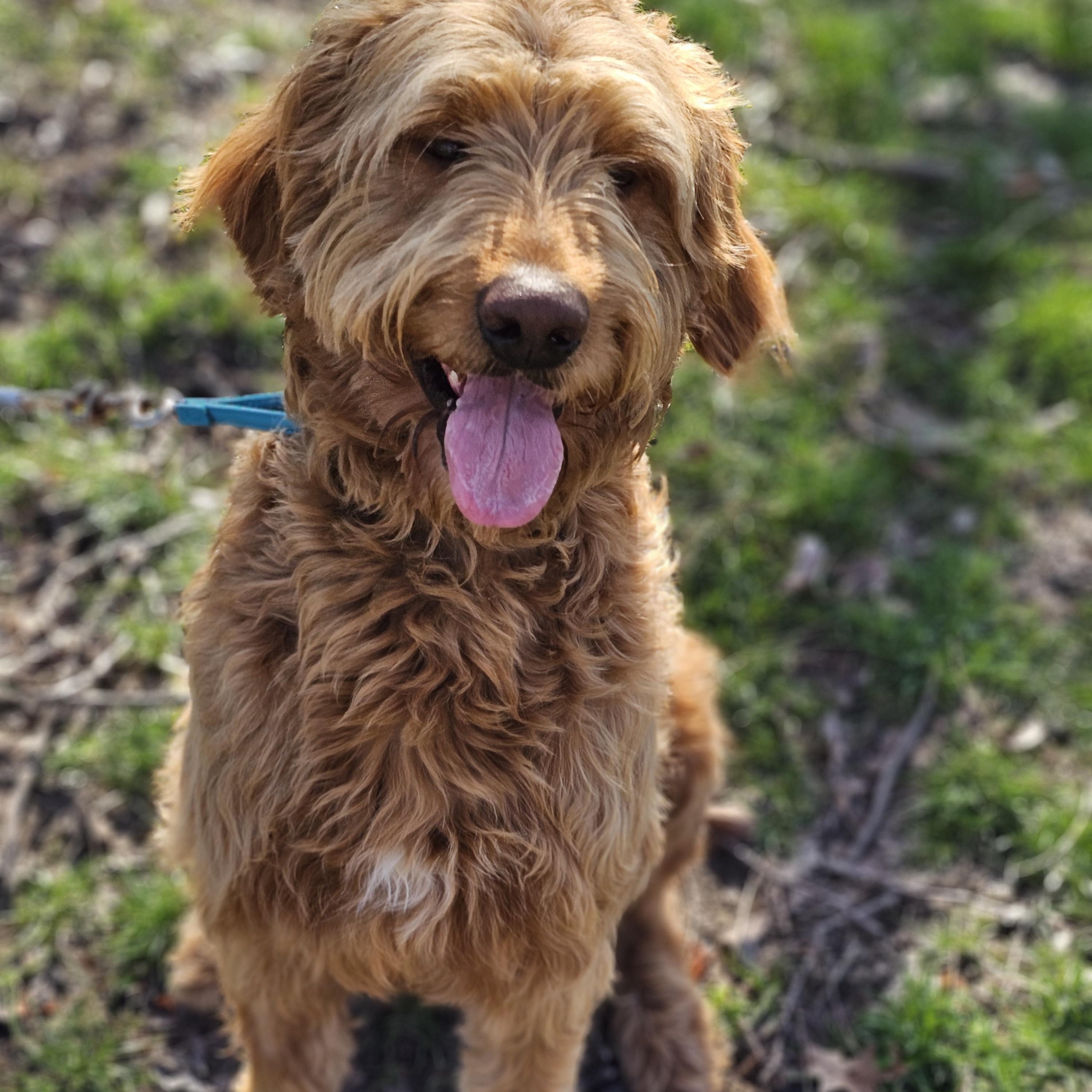 Enlarge Alf, an adopted Goldendoodle in O Fallon, IL image 3/6